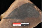 Foto (Detailansicht) von Myrica lignitum (Unger) Saporta (NHMW-GEO-2024-0188-0632)